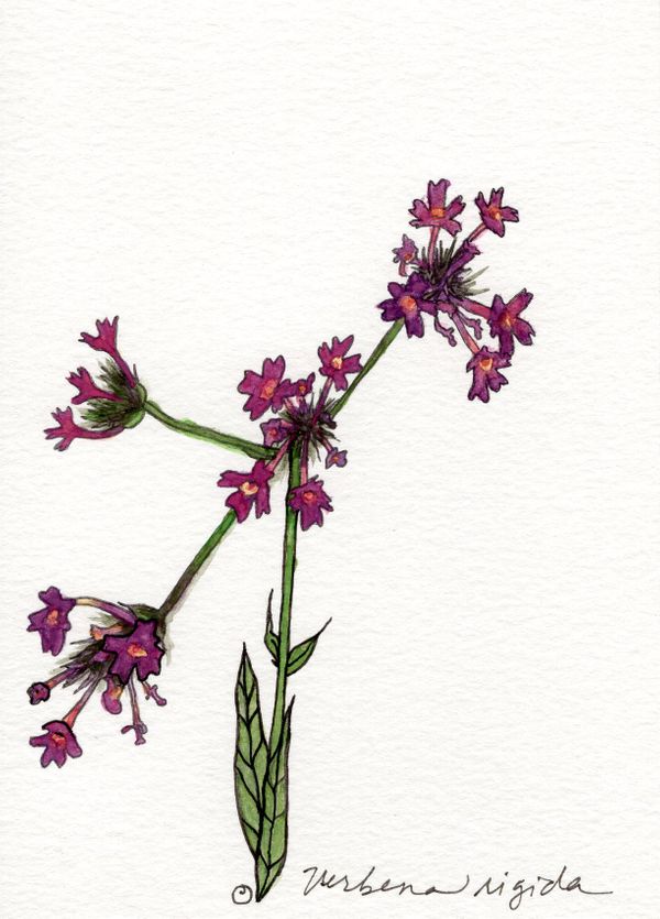 ayesha_2019_Verbena_botanicalillustration_sm.jpg