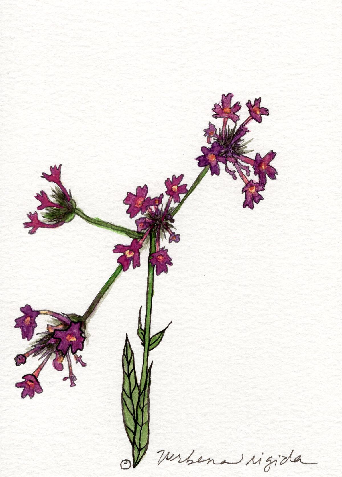 ayesha_2019_Verbena_botanicalillustration_sm.jpg