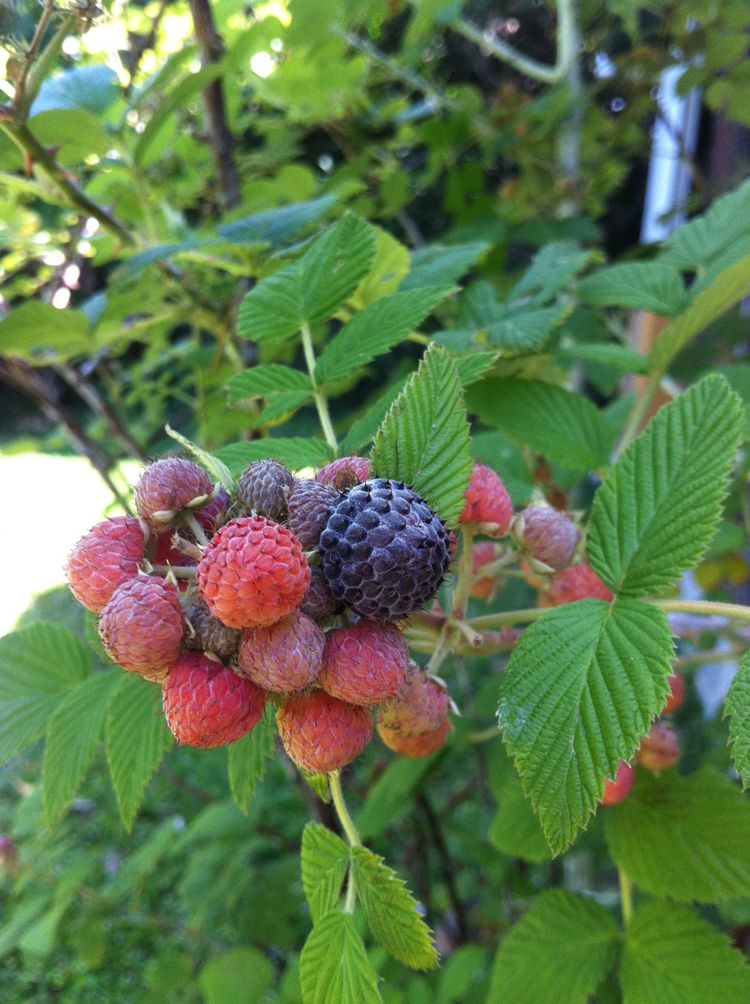 costarica_apr-may11 135_r.jpg