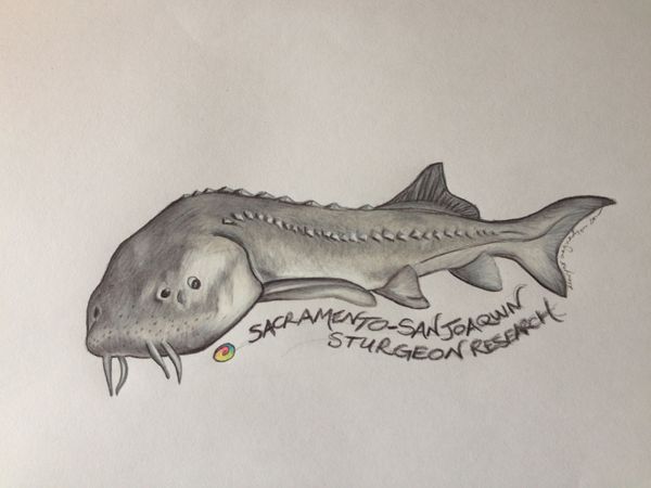 sturgeonsketch2_101412.jpg