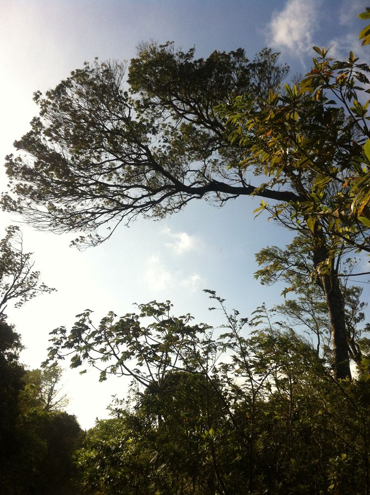 2012_february_lostornos 316_r.jpg