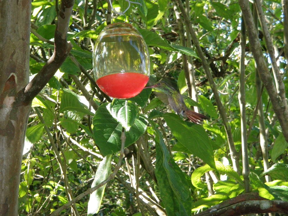 2012_mom&dad'scostarica 010_r.jpg