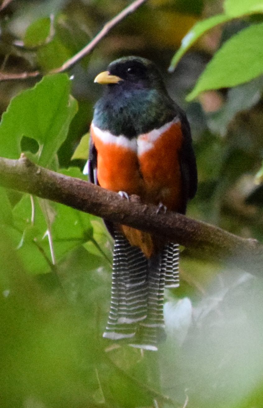 Orange-bellied_Trogon-2016-04-02_Sandy.jpg