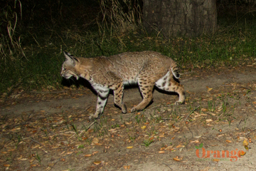 Bobcat in Trabuco Canyon Bobcat