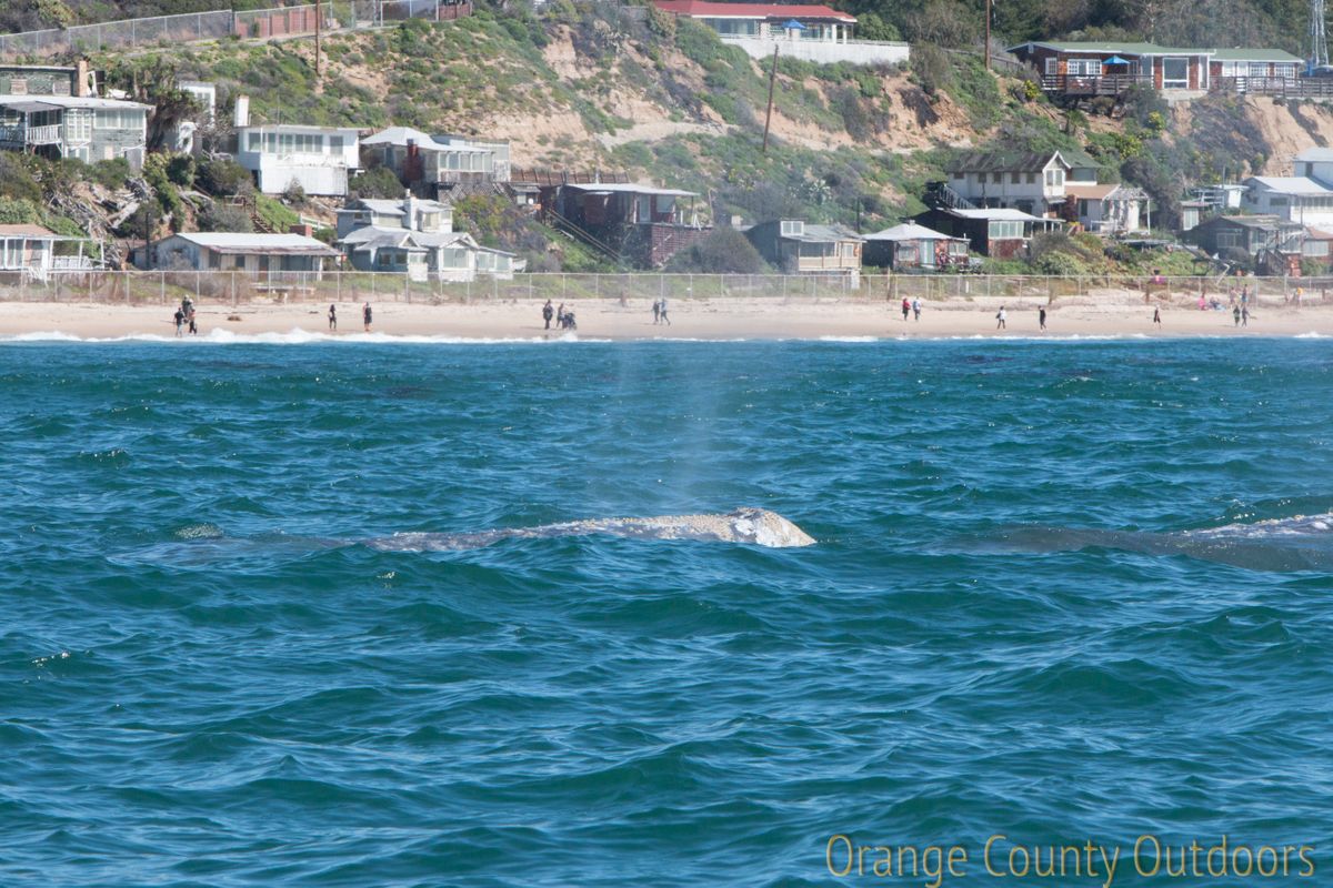 Gray Whales at Crystal Cove