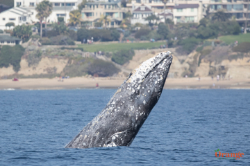 Breaching gray whale in front of Heisler Park, Laguna Beach Gray Whale