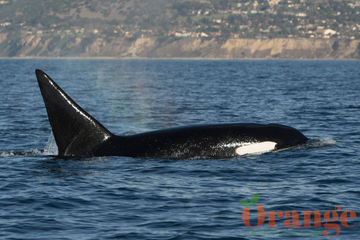 Killer whales from the CA-51 matriline Transient Orca
