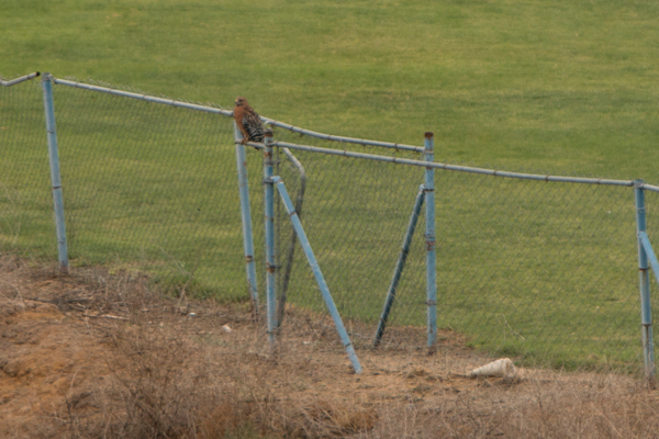 Red-shouldered hawk Red-shouldered Hawk