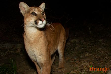 Mountain lion known as Uno (before eye injury) Mountain Lion