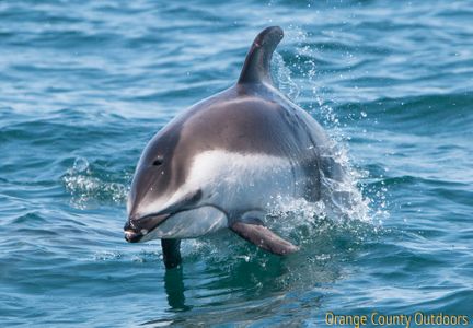 Pacific White-sided Dolphin