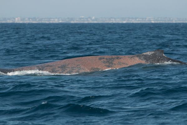 Scarlet entangled humpback whale