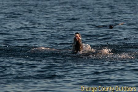 California Sea Lion California Sea Lion