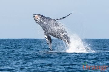 Humpback Whale Humpback Whale