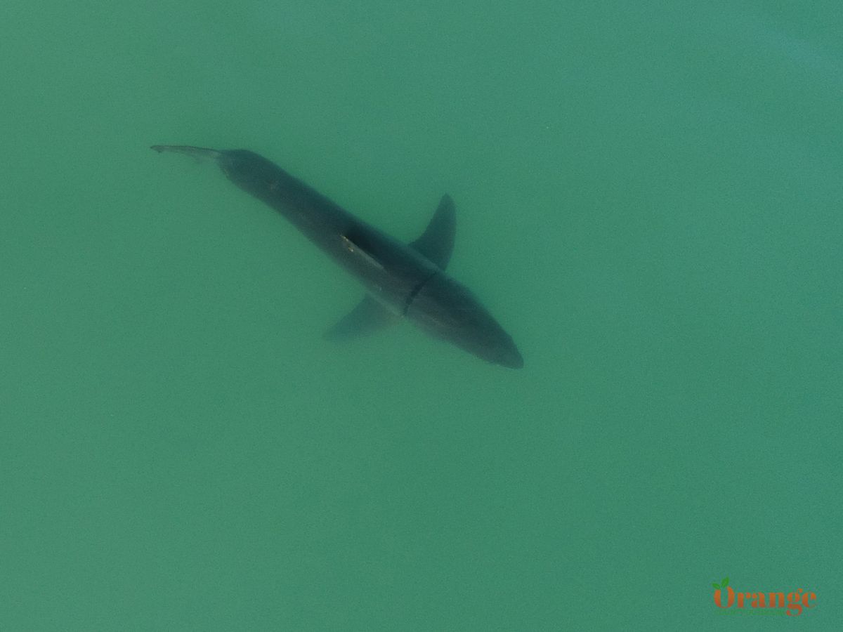 Great white shark in Dana Point 2018 Great White Shark