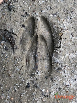 Mule Deer Prints