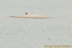 Bald eagle eating a fresh fish at Irvine Lake Bald Eagle