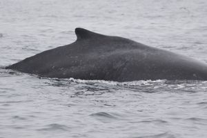 Humpback Whale