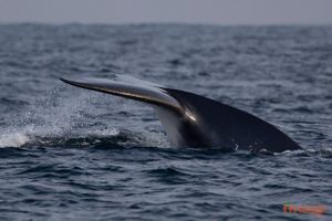 Fin Whales off the Orange County coast - Orange County Outdoors