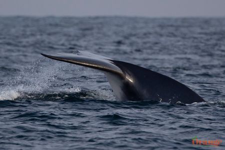 Fin Whale