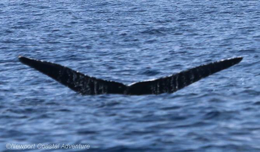 Entangled humpback whale Entangled humpback whale