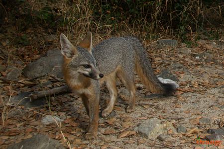 Gray Fox