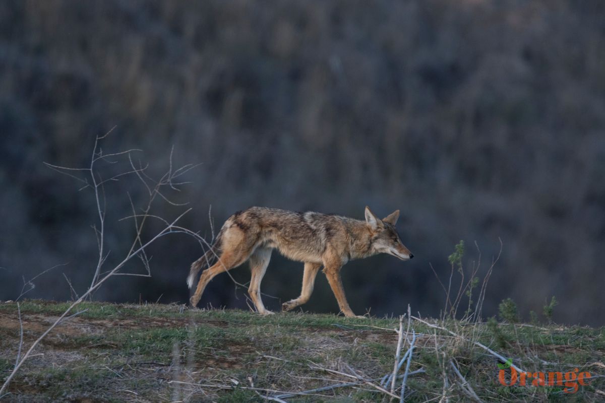 Coyote in Trabuco Canyon Coyote