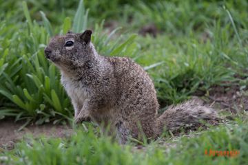 California ground squirrel in Trabuco Canyon California Ground Squirrel
