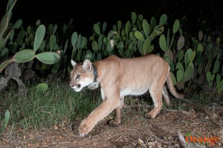 Mountain Lion