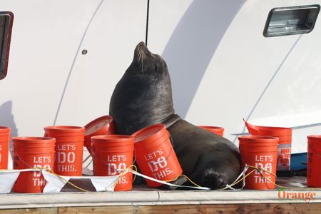 Sea lion ignoring attempts at stopping them from getting on dock Sea Lion