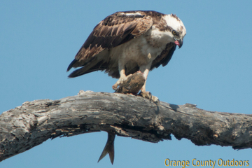 Osprey Osprey