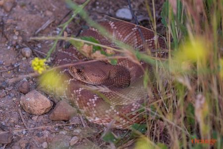 Red-diamond rattlesnake