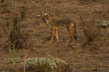 Coyote in Trabuco Canyon Coyote