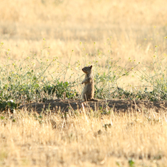 California Ground Squirrel in Orange County California Ground Squirrel