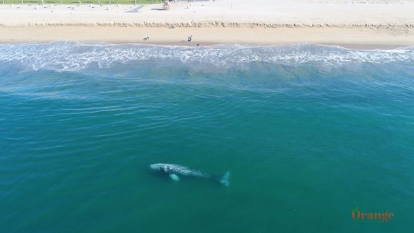 Gray whale near Balboa Pier Gray Whale