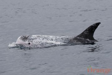 Risso's Dolphin Risso's Dolphin