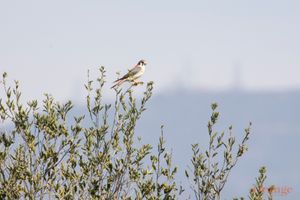 American kestrel with Santiago Peak in background American Kestrel