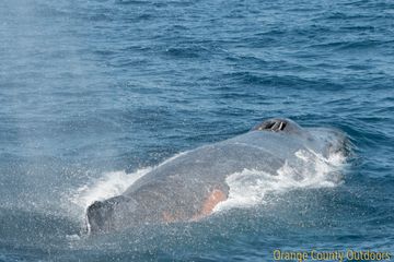 Humpback Whale Humpback Whale