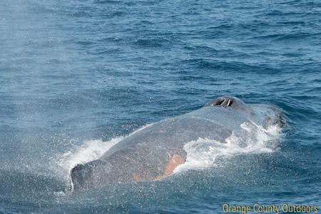 Humpback Whale