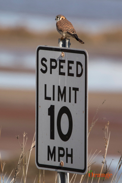 American kestrel at Bolsa Chica Wetlands American Kestrel