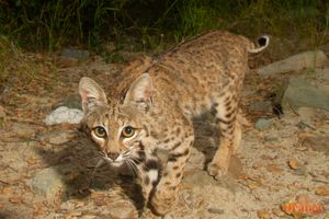 Bobcat Spotted In Orange County 