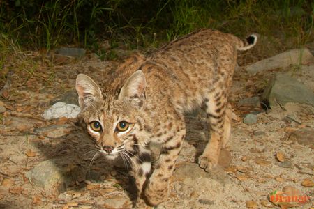 Bobcat