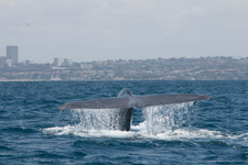 Blue Whale Blue Whale