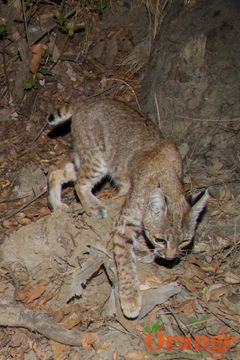 Bobcat Bobcat