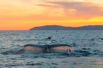 Humpback Whale with Catalina Island in background Humpback Whale