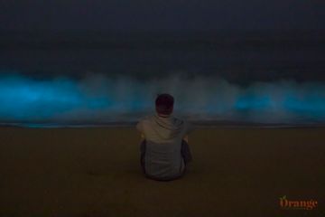 Bioluminescence