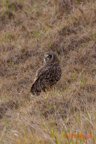 Short-eared Owl