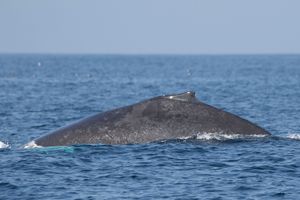 Humpback Whale