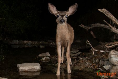 Mule Deer