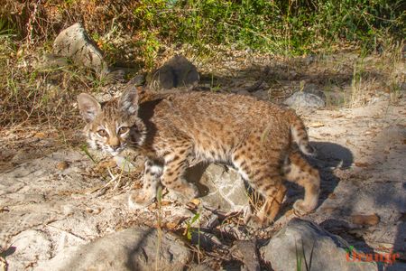 Bobcat