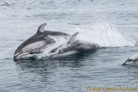 Pacific White-sided Dolphin Pacific White-sided Dolphin